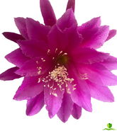 Villa Roma Epiphyllum