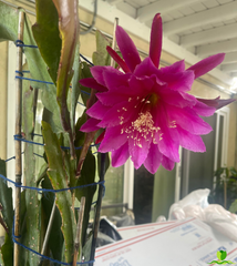 Villa Roma Epiphyllum