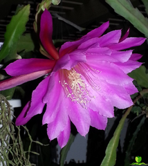 Villa Roma Epiphyllum