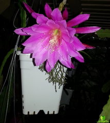 Villa Roma Epiphyllum