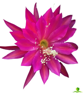 Seven Seas Epiphyllum