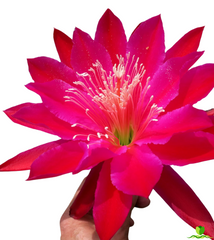 Cadet Epiphyllum