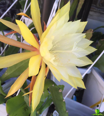 China Lake Epiphyllum