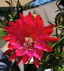Cadet Epiphyllum
