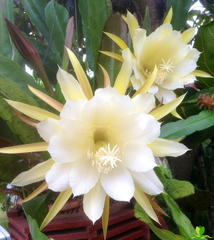 China Lake Epiphyllum