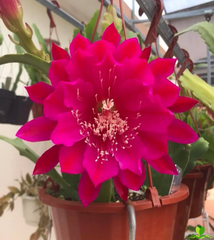 Cadet Epiphyllum