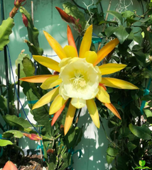 China Lake Epiphyllum