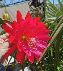 Cadet Epiphyllum