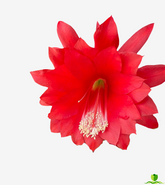 Big Red Epiphyllum