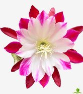 Clown Epiphyllum