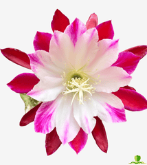 Clown Epiphyllum