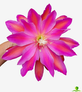 Hong Kong XXL Epiphyllum
