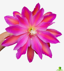 Hong Kong XXL Epiphyllum