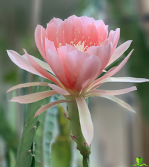 Agatha Epiphyllum