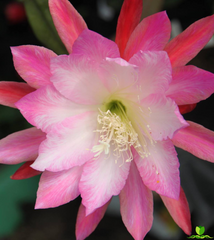 Hidden Love Epiphyllum