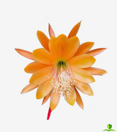 King Midas Epiphyllum
