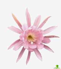 Pink Padre Epiphyllum
