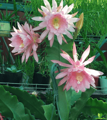 Pink Padre Epiphyllum
