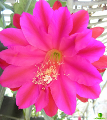 Hong Kong XXL Epiphyllum