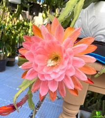 American Sweeth Epiphyllum