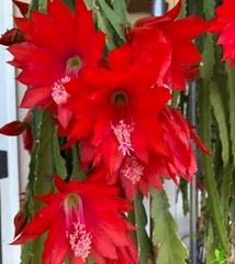 Big Red Epiphyllum