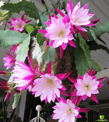 Clown Epiphyllum