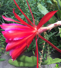 Melrose Epiphyllum