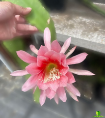Agatha Epiphyllum