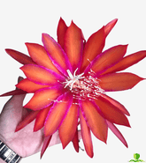 Coral Dance Epiphyllum