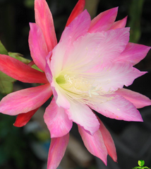 Hidden Love Epiphyllum
