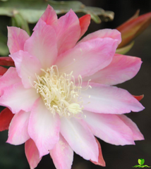 Hidden Love Epiphyllum