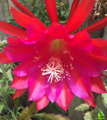 Melrose Epiphyllum