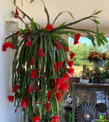Big Red Epiphyllum