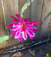 Hong Kong XXL Epiphyllum