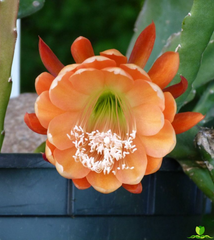 King Midas Epiphyllum