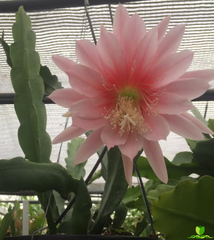 Agatha Epiphyllum