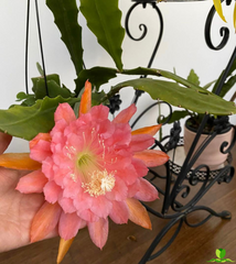 American Sweeth Epiphyllum