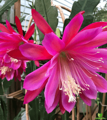Pegasus Epiphyllum