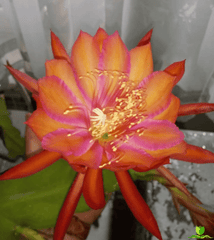 Coral Dance Epiphyllum