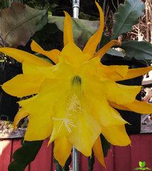 King Yellow Epiphyllum
