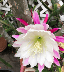 Clown Epiphyllum