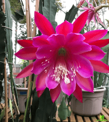Pegasus Epiphyllum