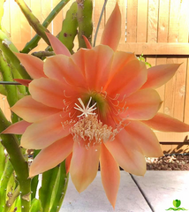 King Midas Epiphyllum