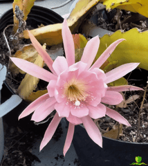 Pink Padre Epiphyllum