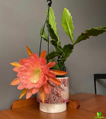 American Sweeth Epiphyllum