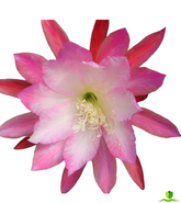 Hidden Love Epiphyllum
