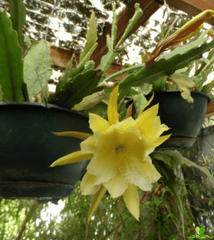 King Yellow Epiphyllum