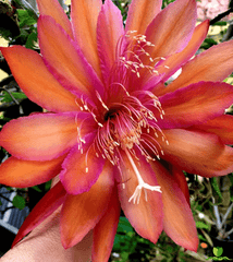 Coral Dance Epiphyllum