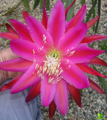Hong Kong XXL Epiphyllum