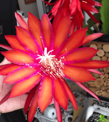 Coral Dance Epiphyllum